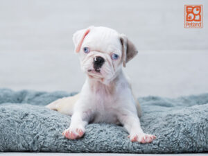 Pug puppy available now