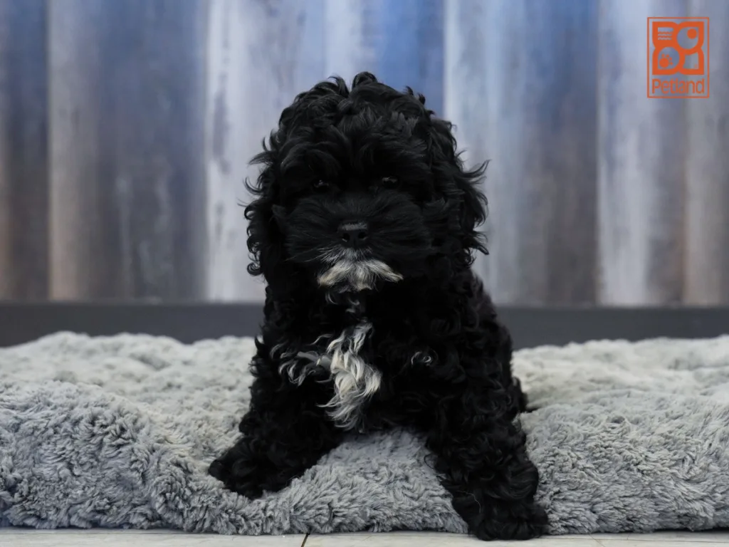 Pippa - Cockapoo