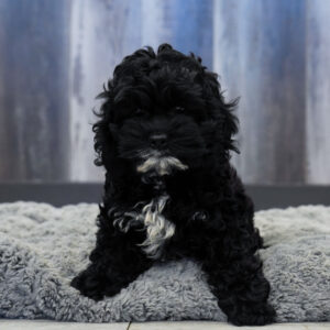 Pippa — Cockapoo — Largo