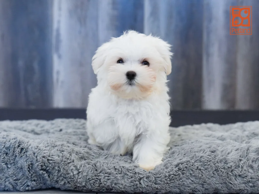Emmett - Maltese