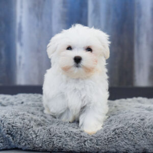 Emmett — Maltese — Largo
