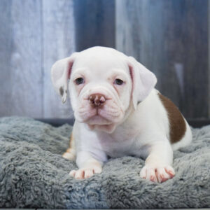 Bandit — Bullmatian 2nd Gen — Largo