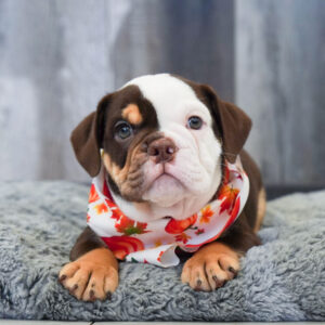 Bruce — Bullmatian 2nd Gen — Largo