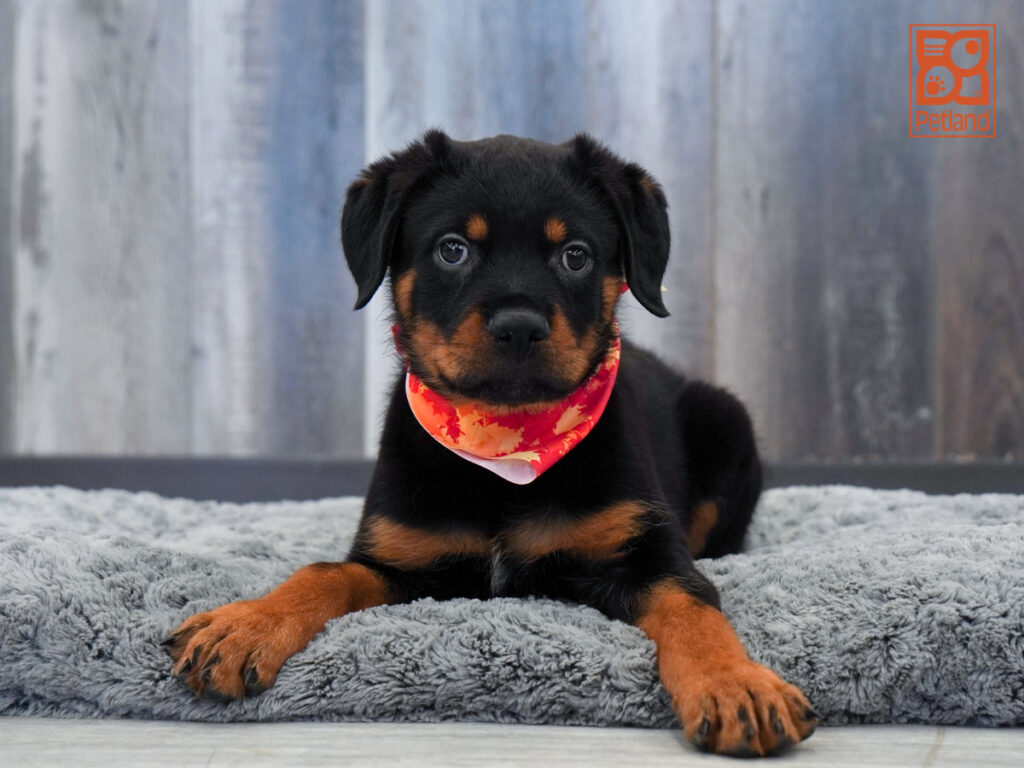 Norm - Rottweiler