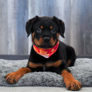 Norm — Rottweiler — Largo