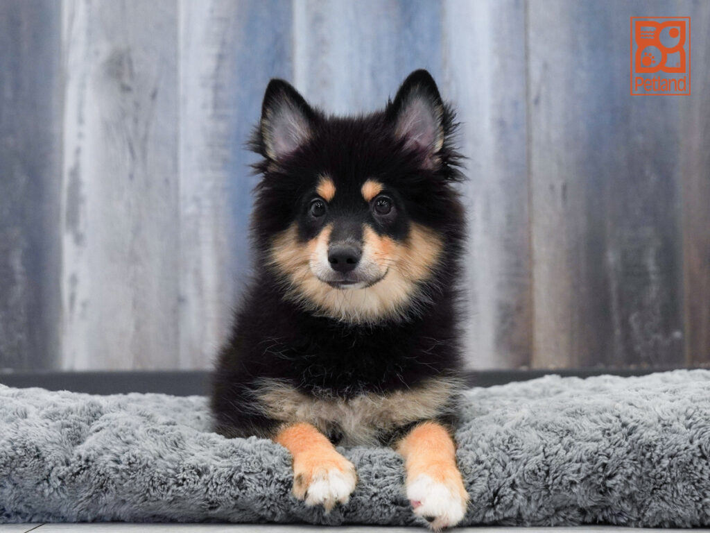 Bruno - Pomsky