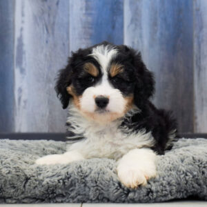 Charlie — Aussiedoodle — Largo