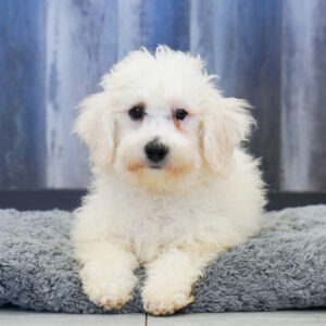 Jax — Bichon Frise — Largo