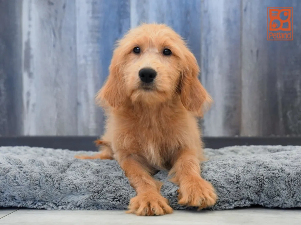 Tilly - Mini Goldendoodle