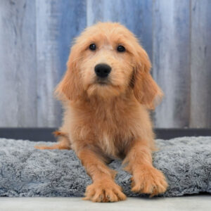 Tilly — Mini Goldendoodle — Largo
