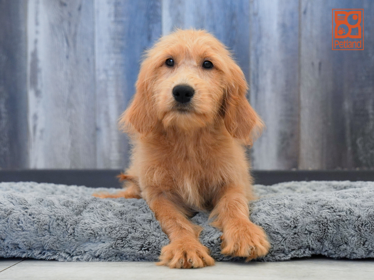 Mini Goldendoodle in Bonita Springs, FL