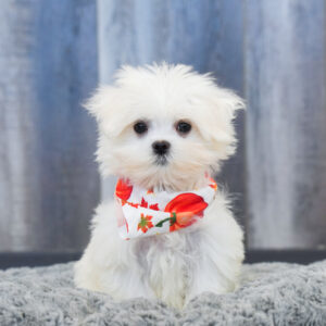 Bentley — Maltese — Largo
