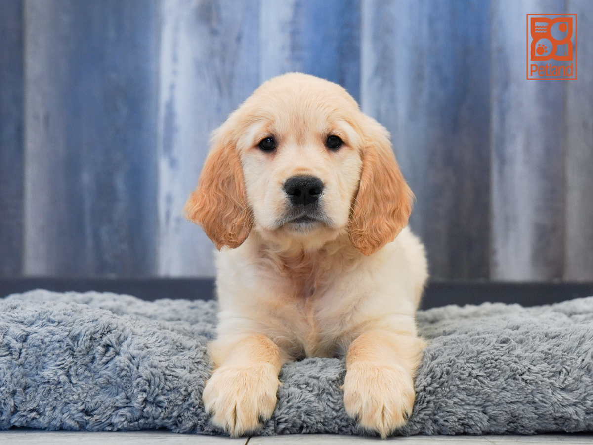 Golden Retriever in Saint Petersburg, FL