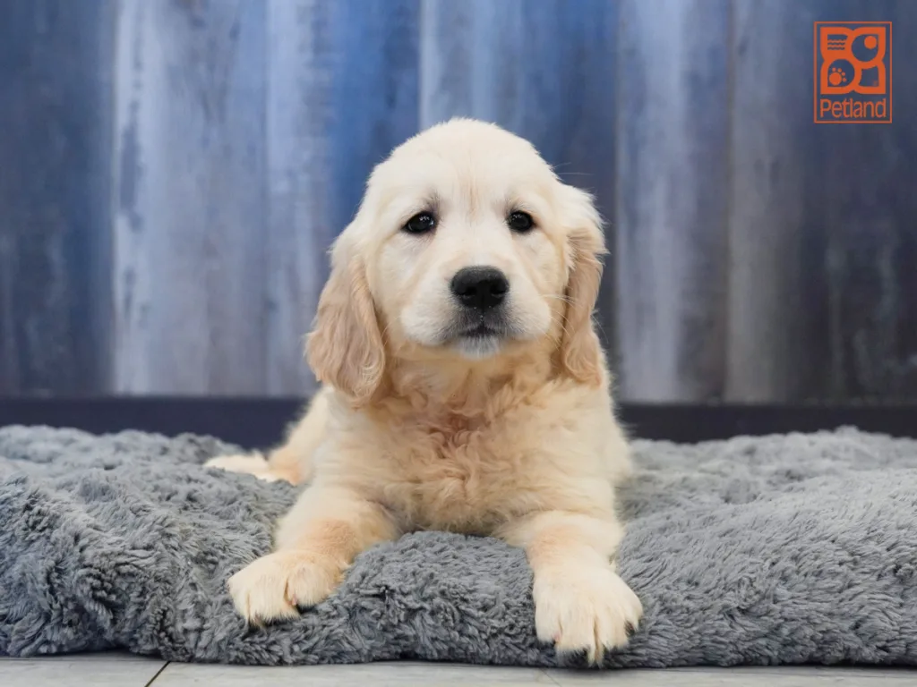 Nikki - Golden Retriever