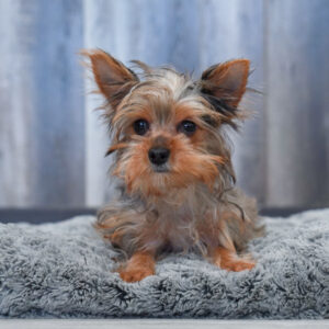 Hannah — Yorkshire Terrier — Largo