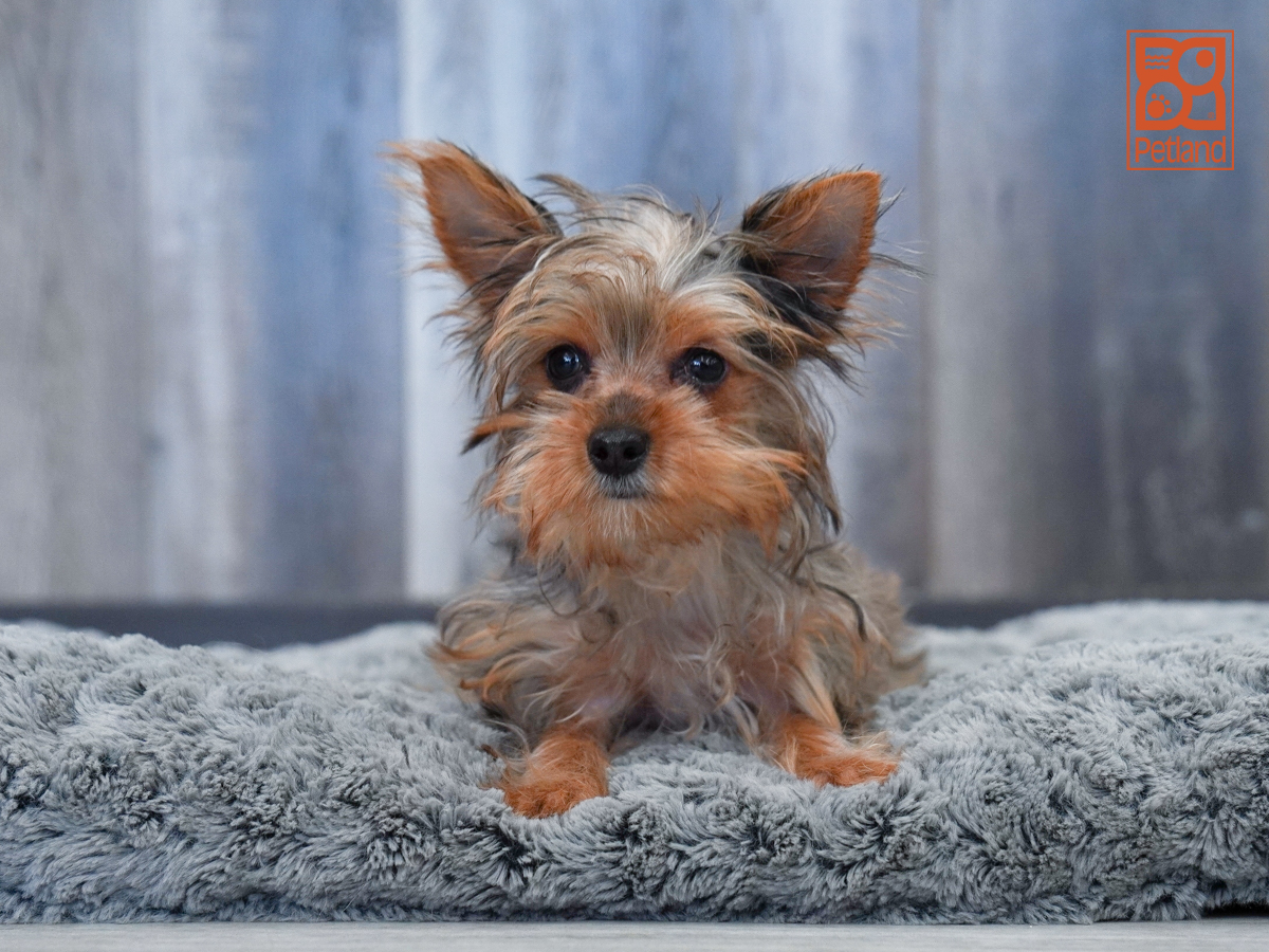 Yorkshire Terrier in Bonita Springs, FL