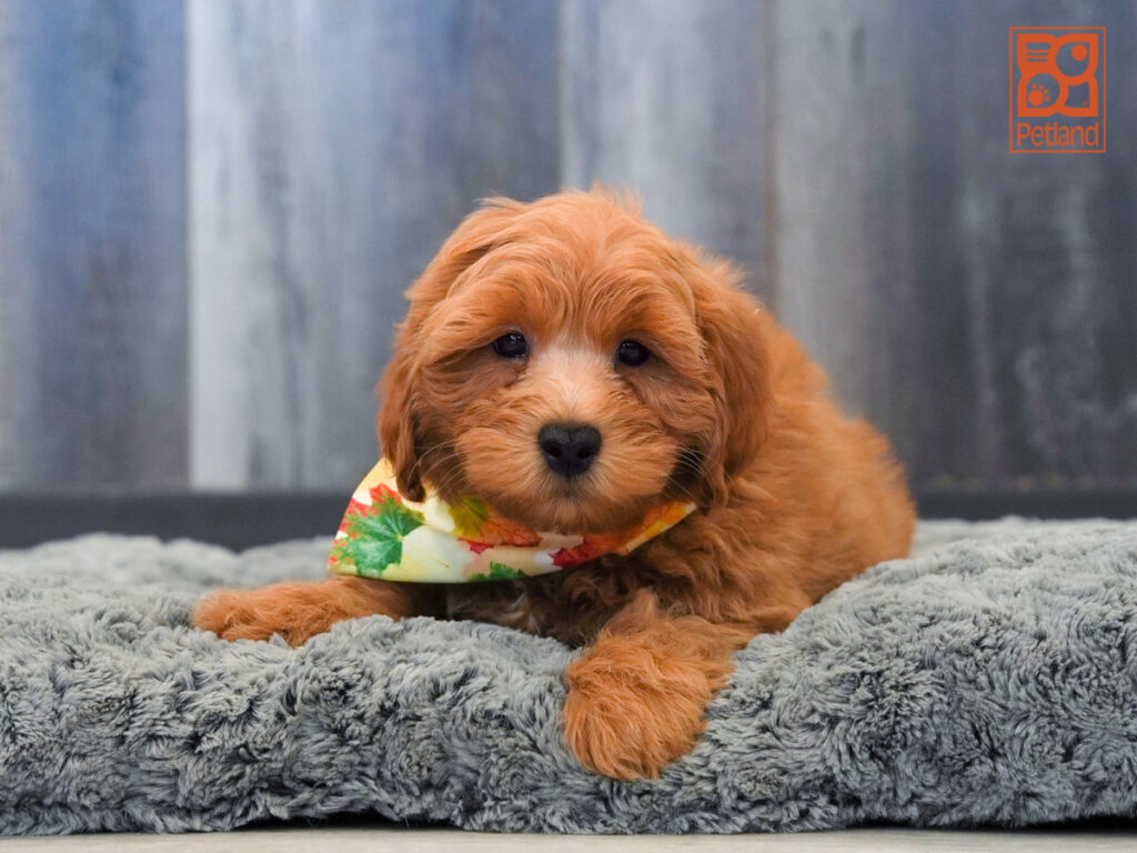 Rudy - Goldendoodle 2nd Gen