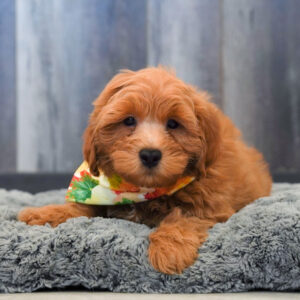 Rudy — Goldendoodle 2nd Gen — Largo