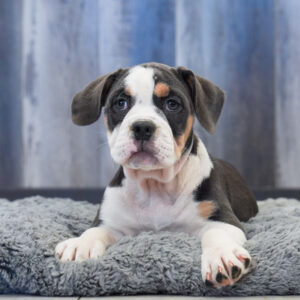 Morgan — Beabull 2nd Gen — Largo