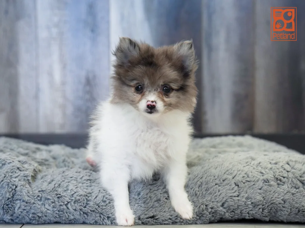 Reese - Pomeranian