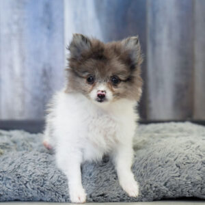 Reese — Pomeranian — Largo