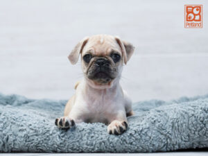 Pug puppy available now