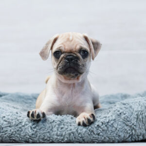 Poppy — Pug — Largo