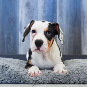 Thor — Beabull 2nd Gen — Largo