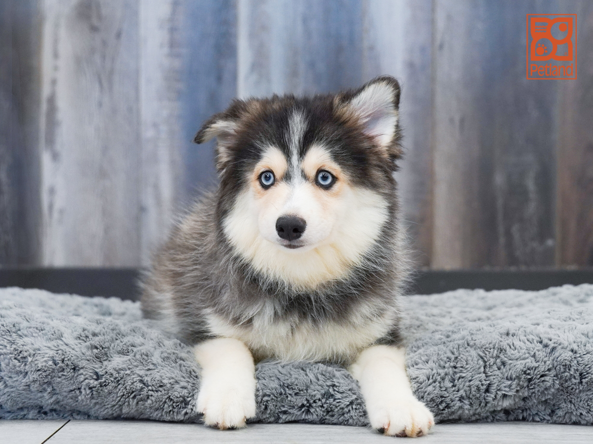 Pomsky in Fort Myers, FL