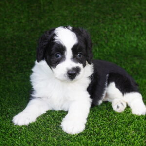 Prince — Mini Aussiedoodle — Largo