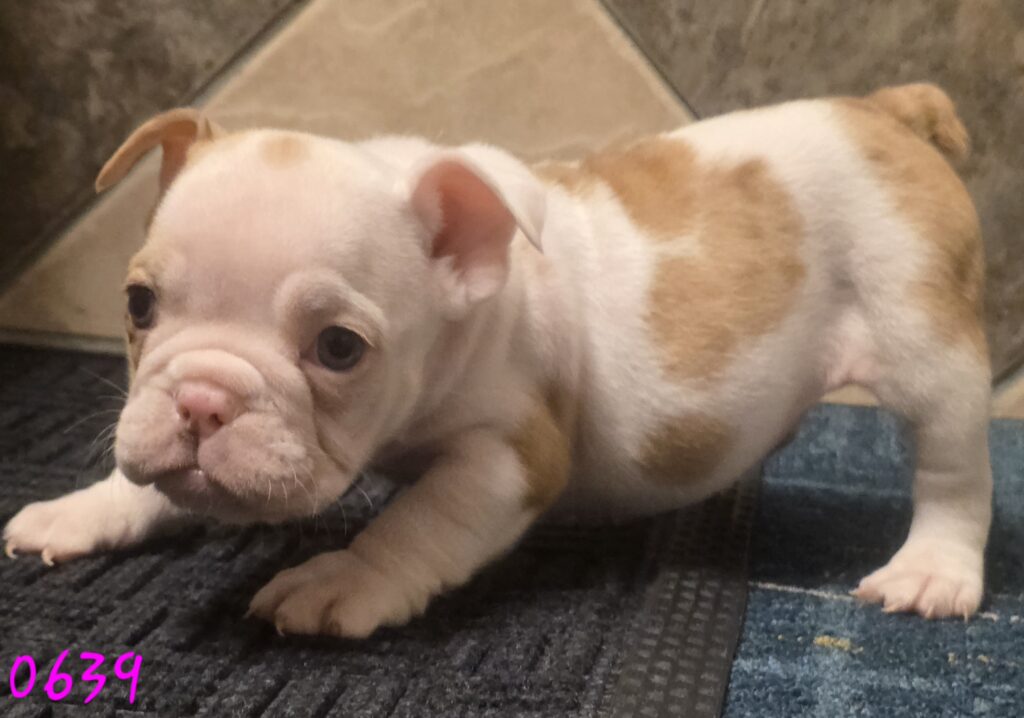 Daisy - Victorian Bulldog