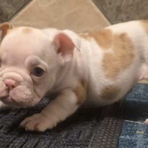 Daisy — Victorian Bulldog — Largo
