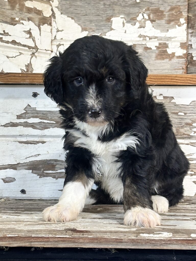 Koko - Aussiedoodle