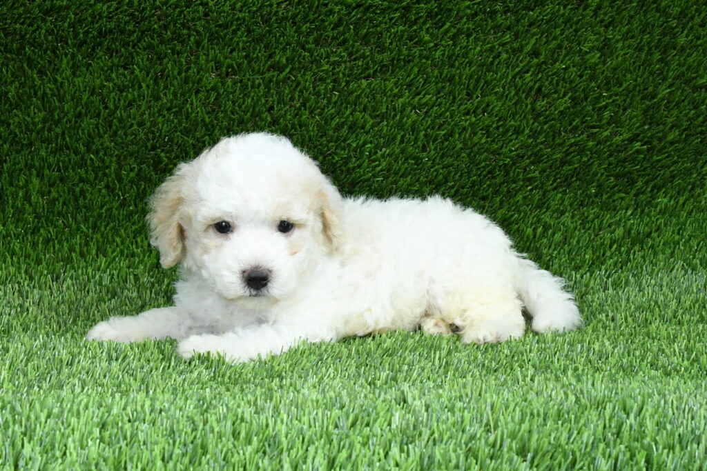 George - Bichon Poo