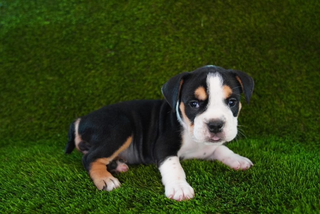 Lulu - Beabull 2nd Gen