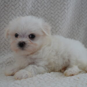 Bentley — Maltese — Largo