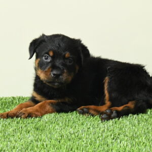 Norm — Rottweiler — Largo