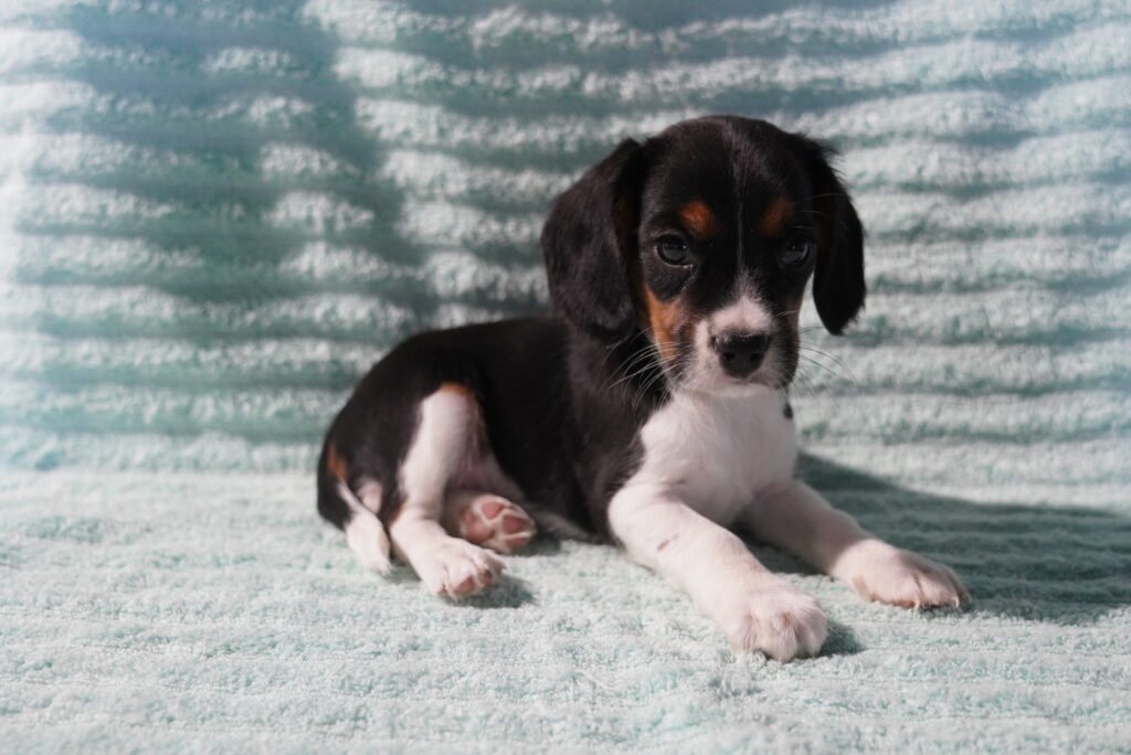 Abe - Beaglier