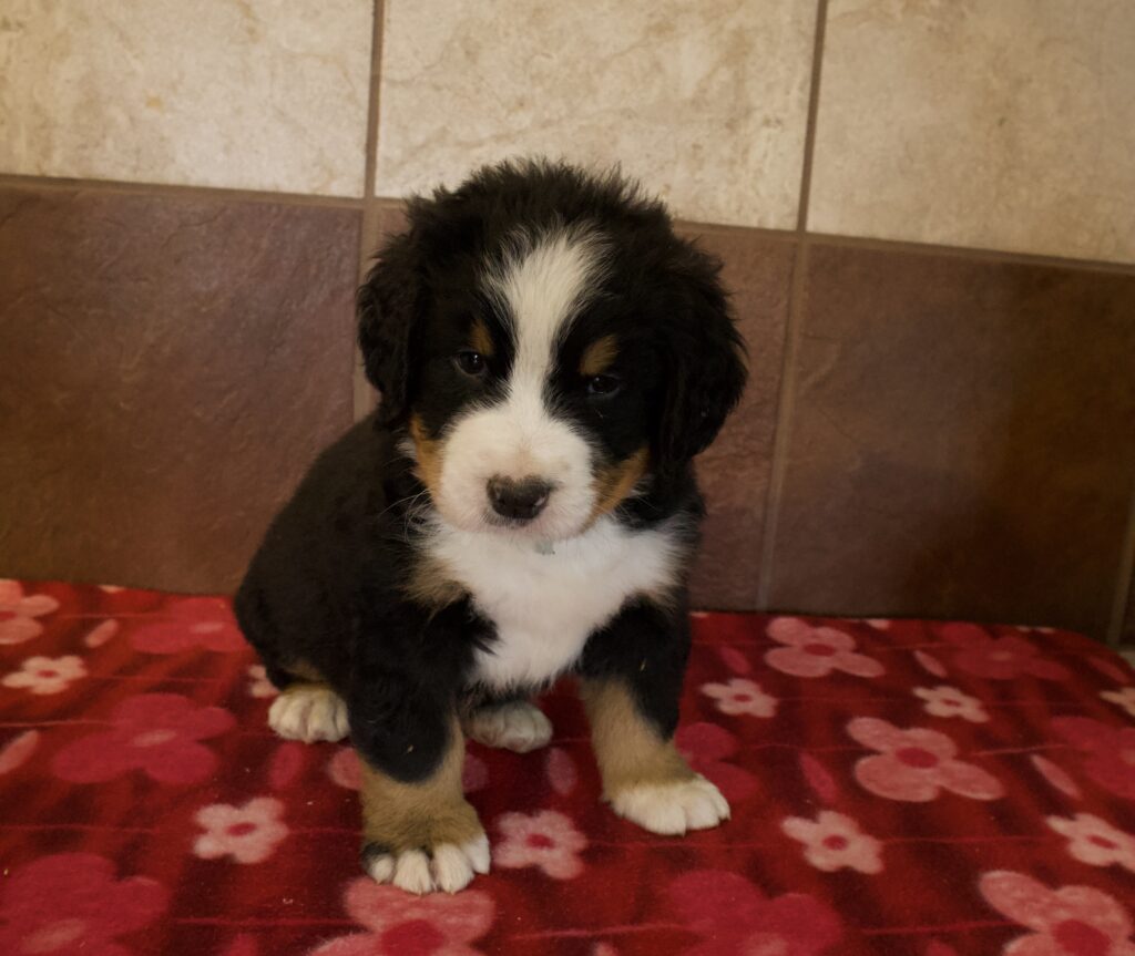 Blake - Bernese Mountain Dog