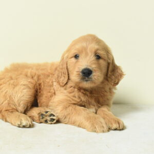 Tilly — Mini Goldendoodle — Largo