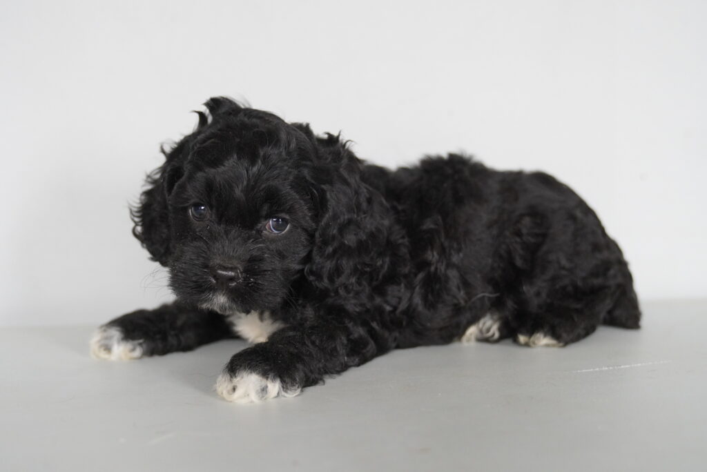 Scooter - Cockapoo