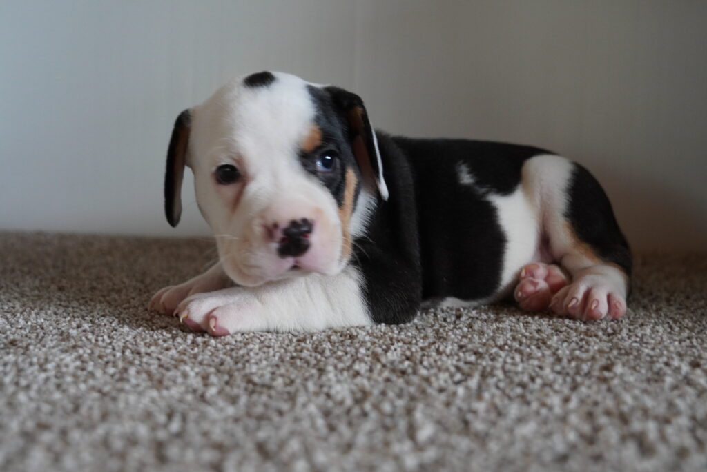 Thor - Beabull 2nd Gen