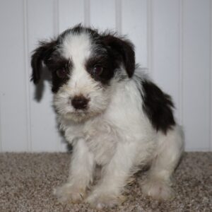 Sammy — Mini Schnauzer — Largo