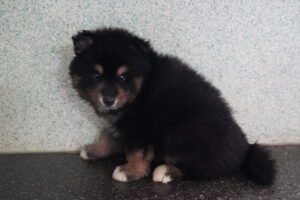 Petland Largo Florida Pomsky puppy available