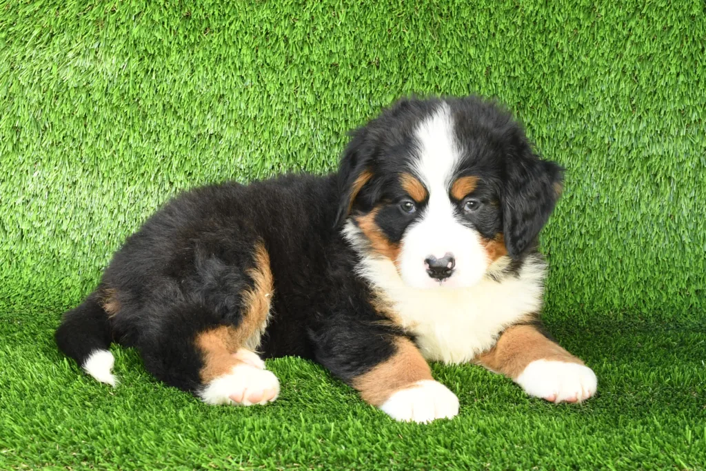 Abe - Bernese Mountain Dog