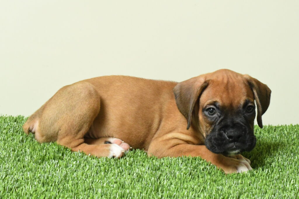 Felix - Boxer