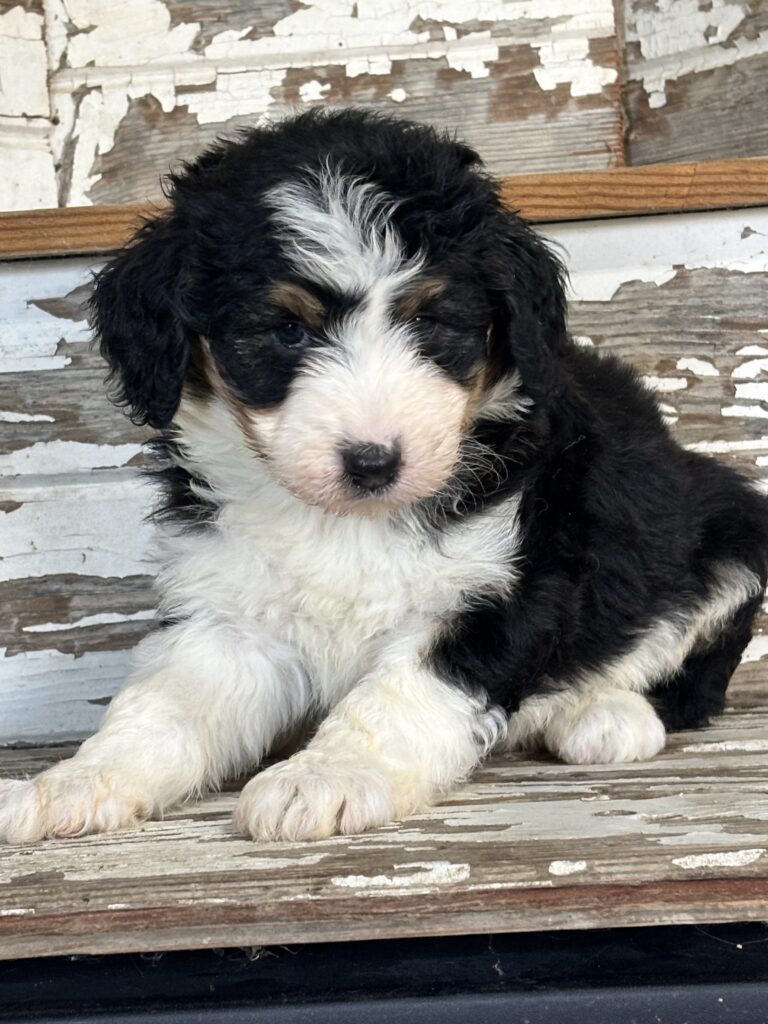 Charlie - Aussiedoodle