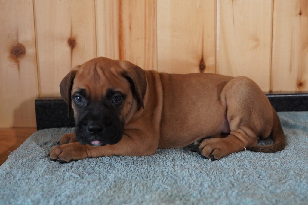 Grace - Bullmastiff