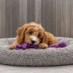 Is a Cavapoo the Right Dog for Your Largo Lifestyle?
