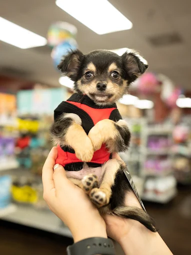 A small black-and-tan puppy wearing a red harness, held gently in two hands